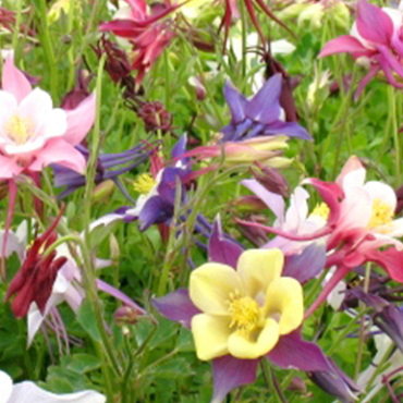 X 25 AQUILEGIA MIX I