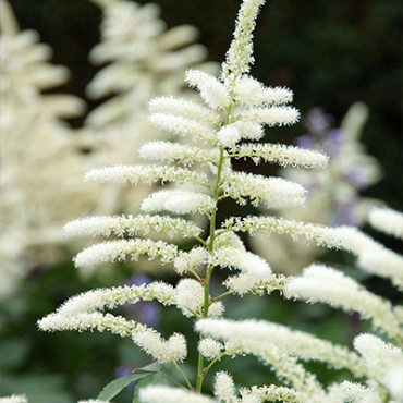 X 25 ASTILBE JAPONICA WASHINGTON 2/3