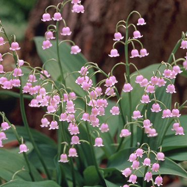 X 25 CONVALLARIA MAJALIS ROSEA I