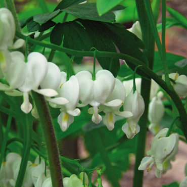 X 25 DICENTRA SPECTABILIS ALBA 2/3