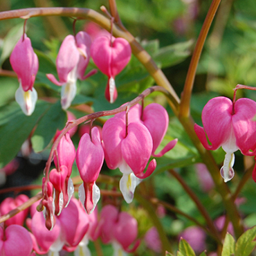 X 25 DICENTRA SPECTABILIS 2/3