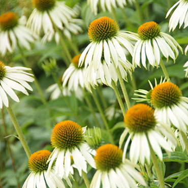 X 25 ECHINACEA WHITE SWAN  I