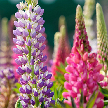 X 25 LUPINUS MIX I