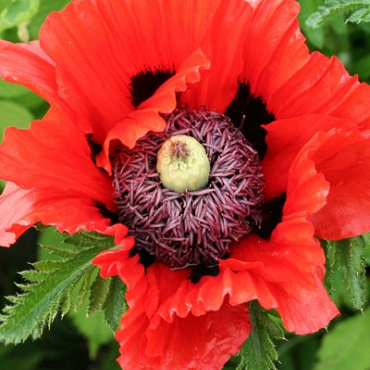 X 25 PAPAVER TURKENLOUIS I