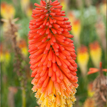 X 25 TRITOMA (KNIPHOFIA) ALCAZAR I