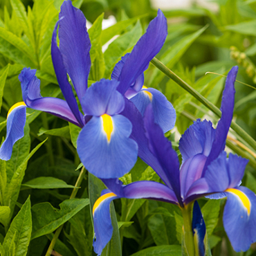 X 100 IRIS HOLLANDICA BLUE MAGIC 8/9