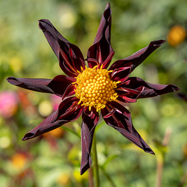 X 10 DAHLIA VERRONNE'S OBSIDIAN I