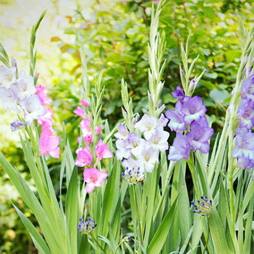 X 100 GLADIOLUS PASTEL MIX  12/14