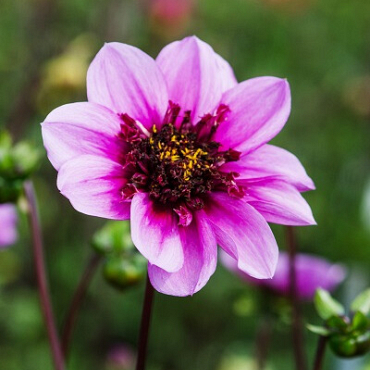 X 10 DAHLIA BLUE BAYOU I