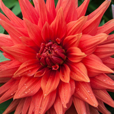 X 10 DAHLIA COLOR SPECTACLE I