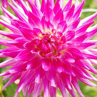 X 10 DAHLIA DUTCH EXPLOSION I