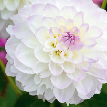 X 10 DAHLIA EVELINE I