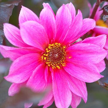 X 10 DAHLIA FASCINATION I