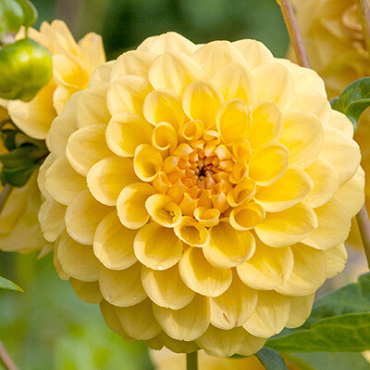 X 10 DAHLIA GOLDEN SCEPTER I