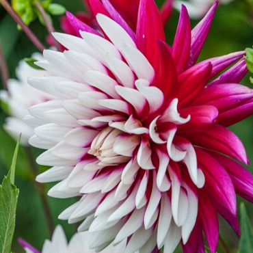 X 10 DAHLIA REBECCA'S WORLD I