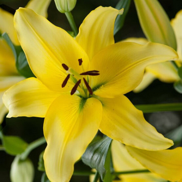 X 50 LILIUM YELLOW POWER 14/16