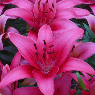 X 50 LILIUM PINK COUNTY 14/16
