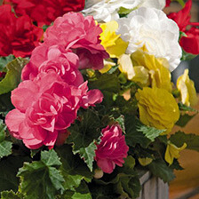 X 25 BEGONIA GRANDIFLORA MIX 5/6