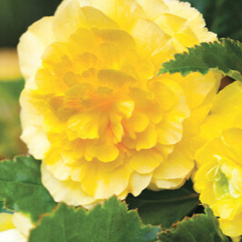 X 25 BEGONIA GRANDIFLORA YELLOW 5/6