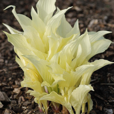 X 25 HOSTA WHITE FEATHER I