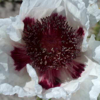 X 25 PAPAVER PERRYS WHITE I