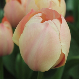 X 100 TULIPA SALMON VAN EIJK 11/12