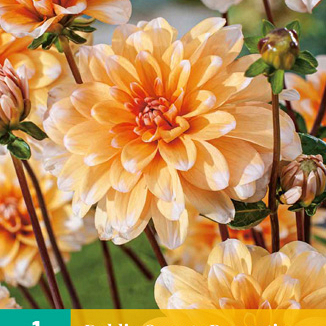 X 1 DAHLIA ORANGE PERCEPTION I