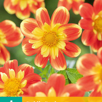 X 1 DAHLIA POOH I