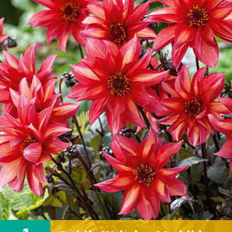 X 1 DAHLIA WALTZING MATHILDA I