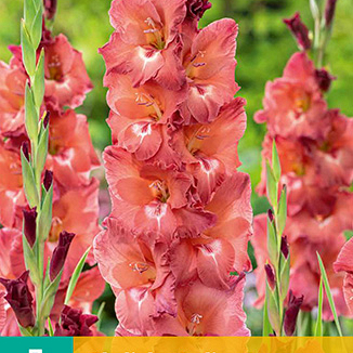 X   7 GLADIOLUS INDIAN SUMMER 12/14