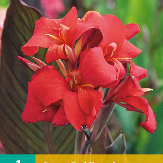 X   1 CANNA RED FUTURITY I