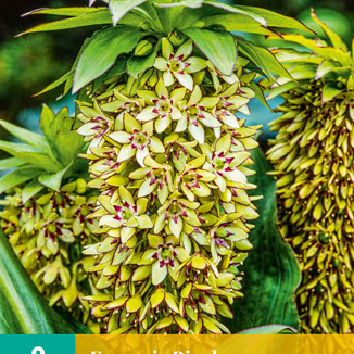 X   2 EUCOMIS BICOLOR 14/16