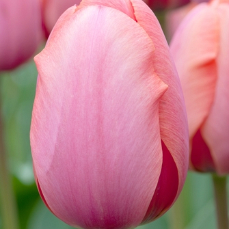 X 100 TULIPA APRICOT IMPRESSION 12/+