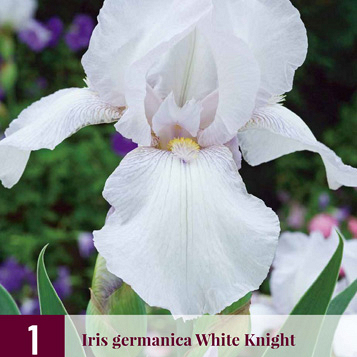 X 1 IRIS GERMANICA WHITE KNIGHT I