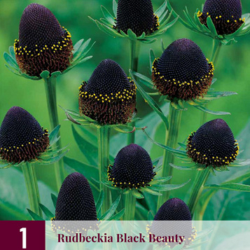 X 1 RUDBECKIA BLACK BEAUTY I
