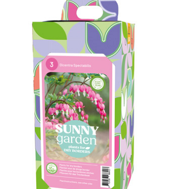 X 1 BOX SUNNY GARDEN 3 DICENTRA PINK 2/3