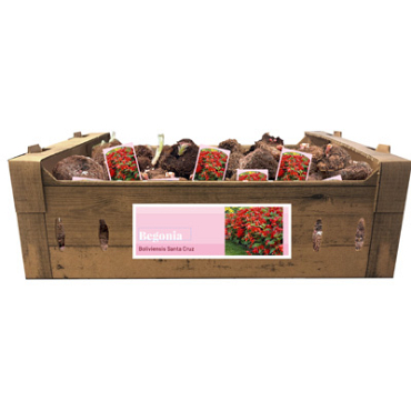 X 40 BEGONIA SANTA CRUZ INCL. LABEL 24/28