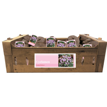 X 30 CYCLAMEN HEDERIFOLIUM INCL. LABEL 35/+