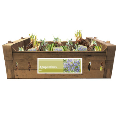 X 20 AGAPANTHUS BLAUW INCL. LABEL TOP