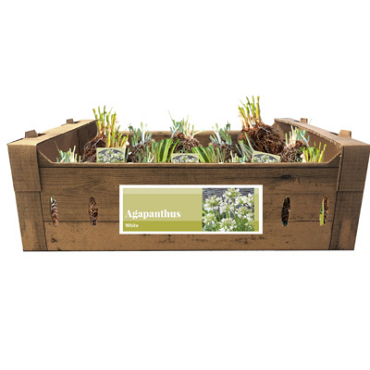X 20 AGAPANTHUS WIT INCL. LABEL TOP