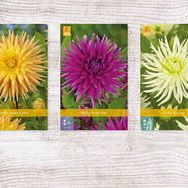X  75 DAHLIA CACTUS - A I