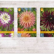 X  75 DAHLIA CACTUS - B I
