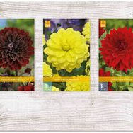 X  75 DAHLIA DECORATIEF - A I