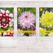 X  75 DAHLIA DECORATIEF - B I