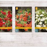 X  150 BEGONIA PENDULA 5/6