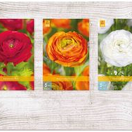 X  750 RANUNCULUS VJ 6/7