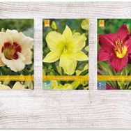 X  75 HEMEROCALLIS KLEINBLOEMIG I