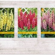 X  75 LUPINUS I