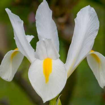 X 100 IRIS HOLLANDICA WHITE VAN VLIET 7/8