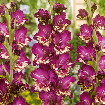 X 100 GLADIOLUS COLOUR CLUB 12/14